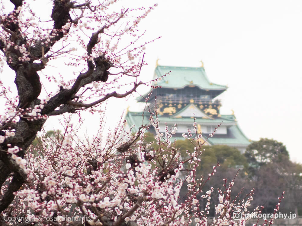 大阪城梅林の梅